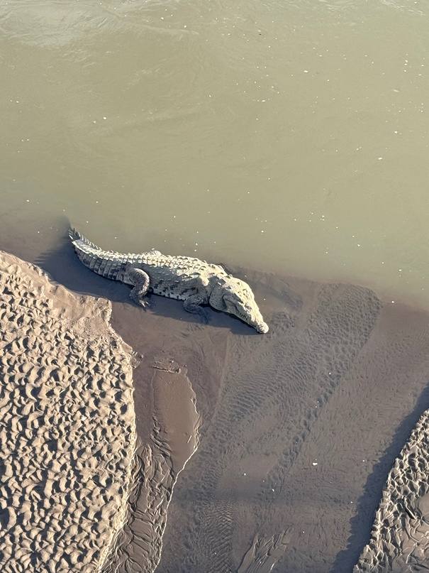 Crocodile bridge