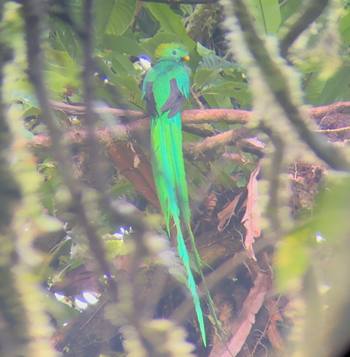 Resplendent quetzal